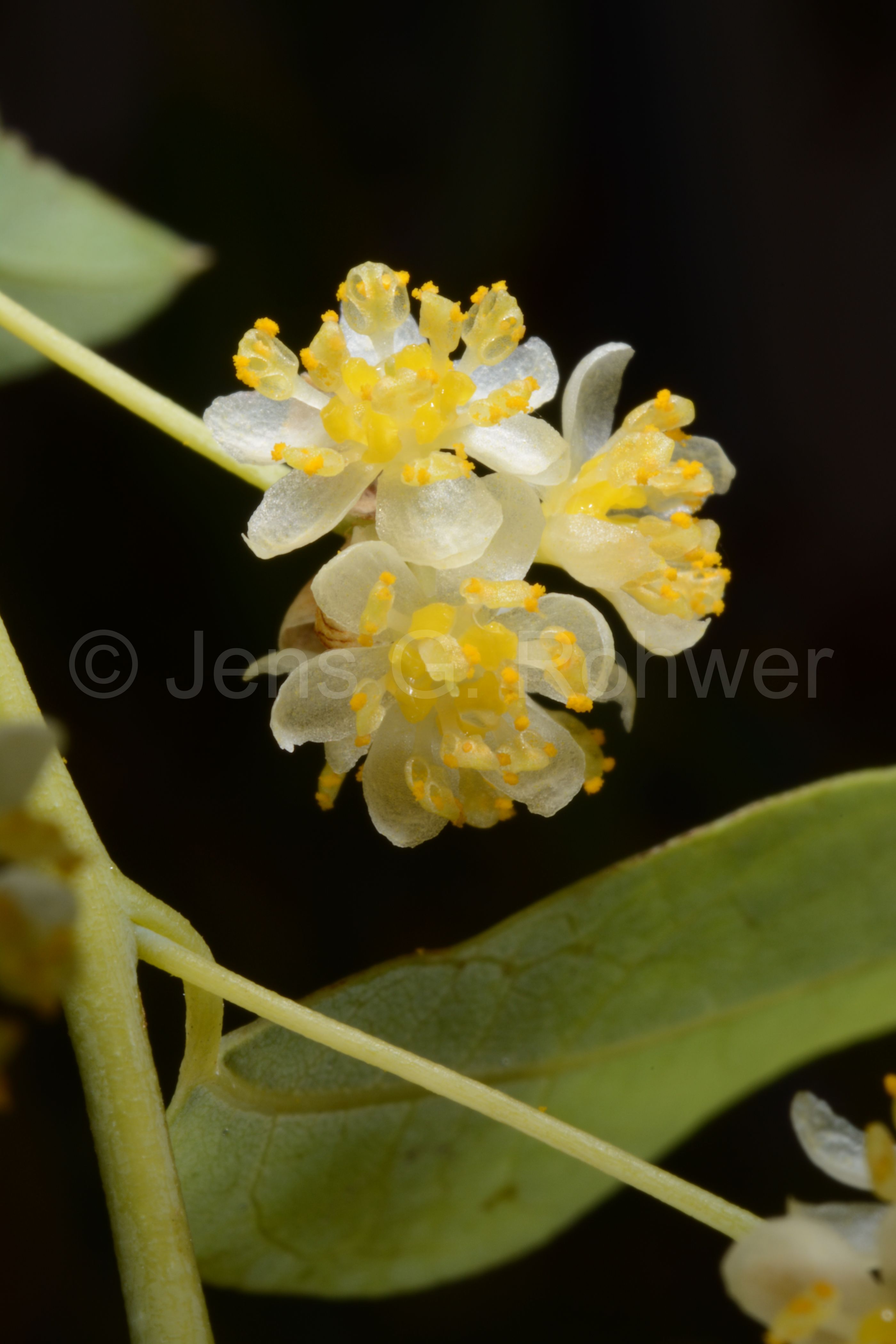 برگ بوی مکزیکی